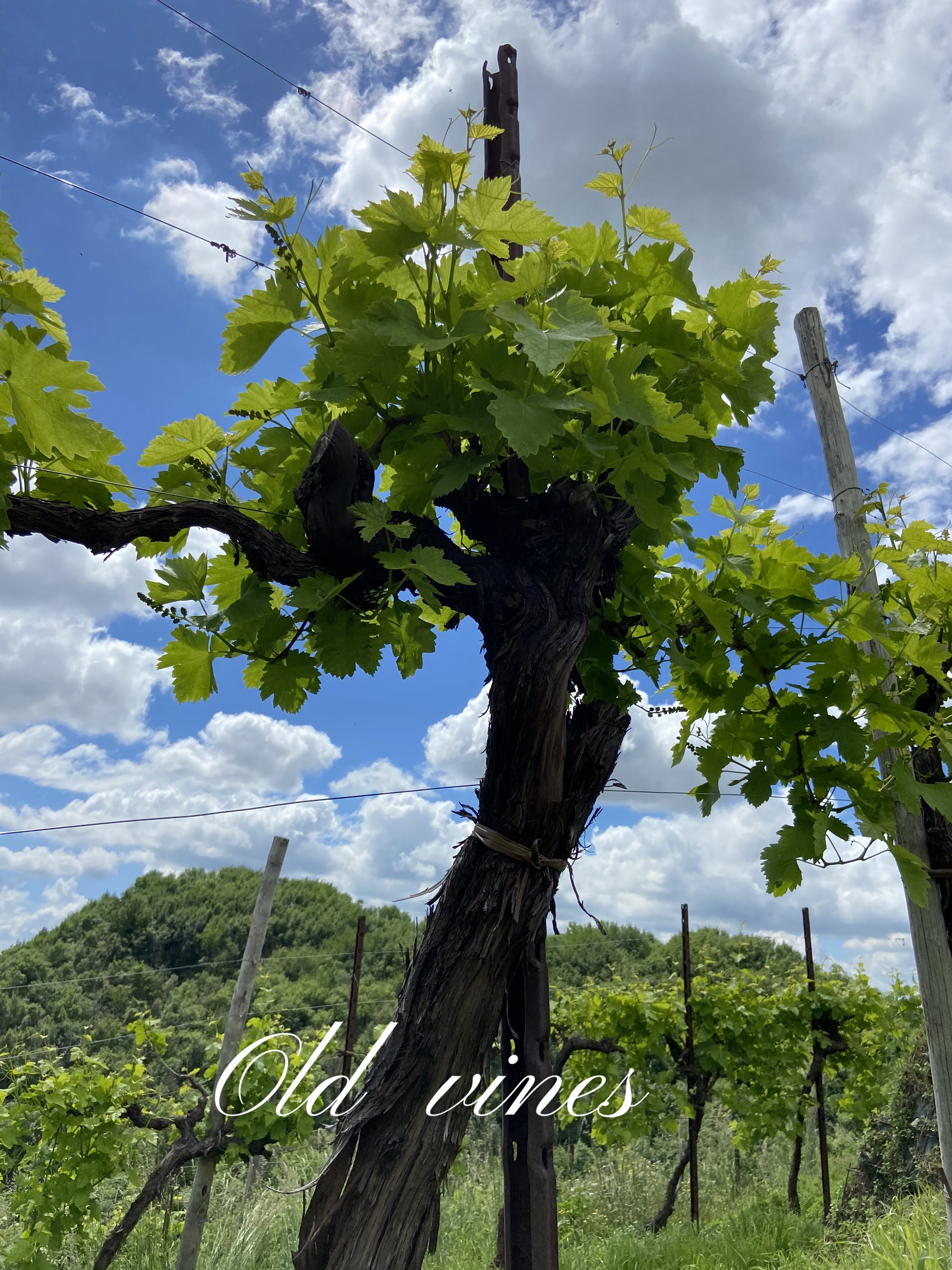 Old Vines: The Living Memory of the Prosecco Hills