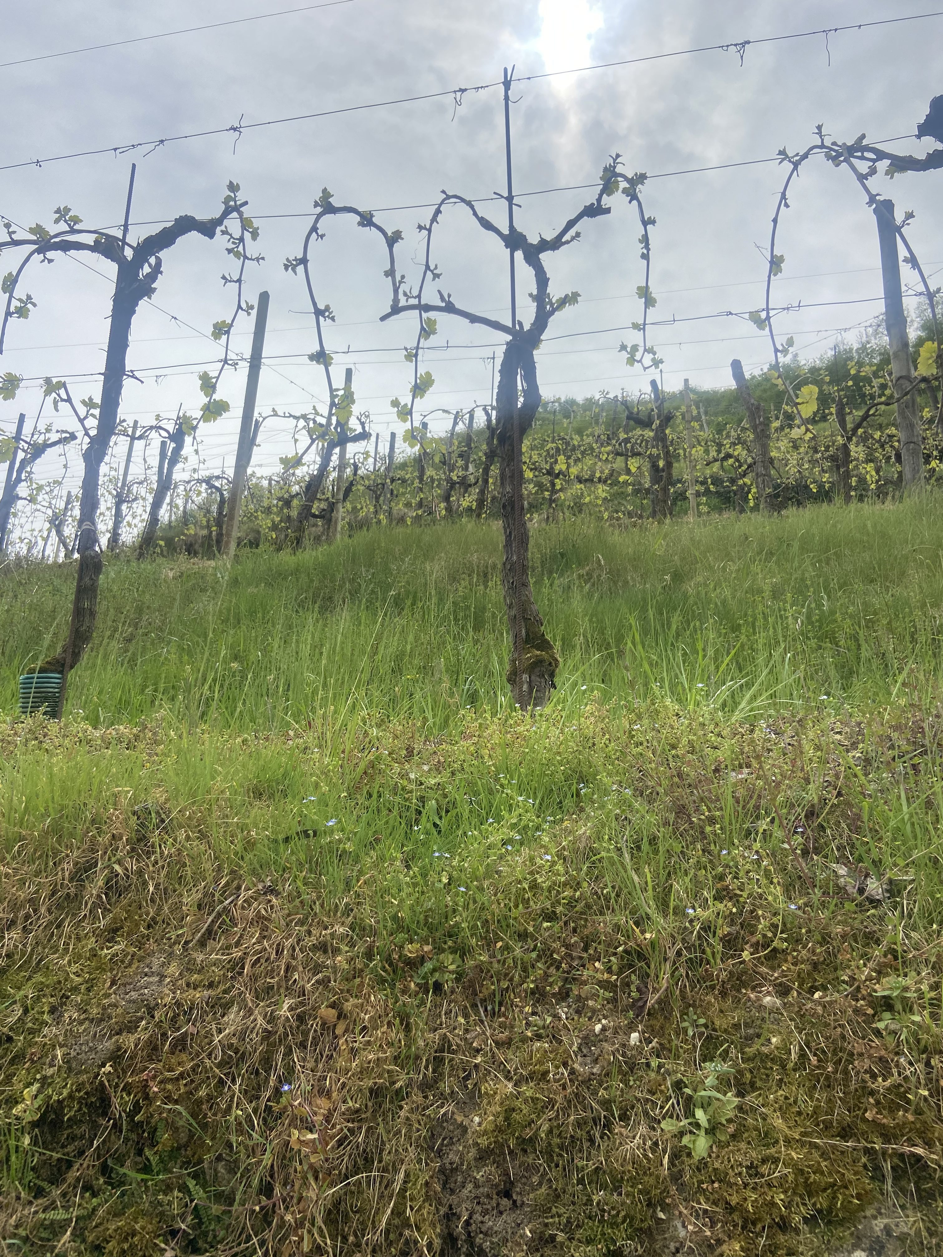 The Man Who Taught the World About Bubbles Was Born in the Prosecco Hills