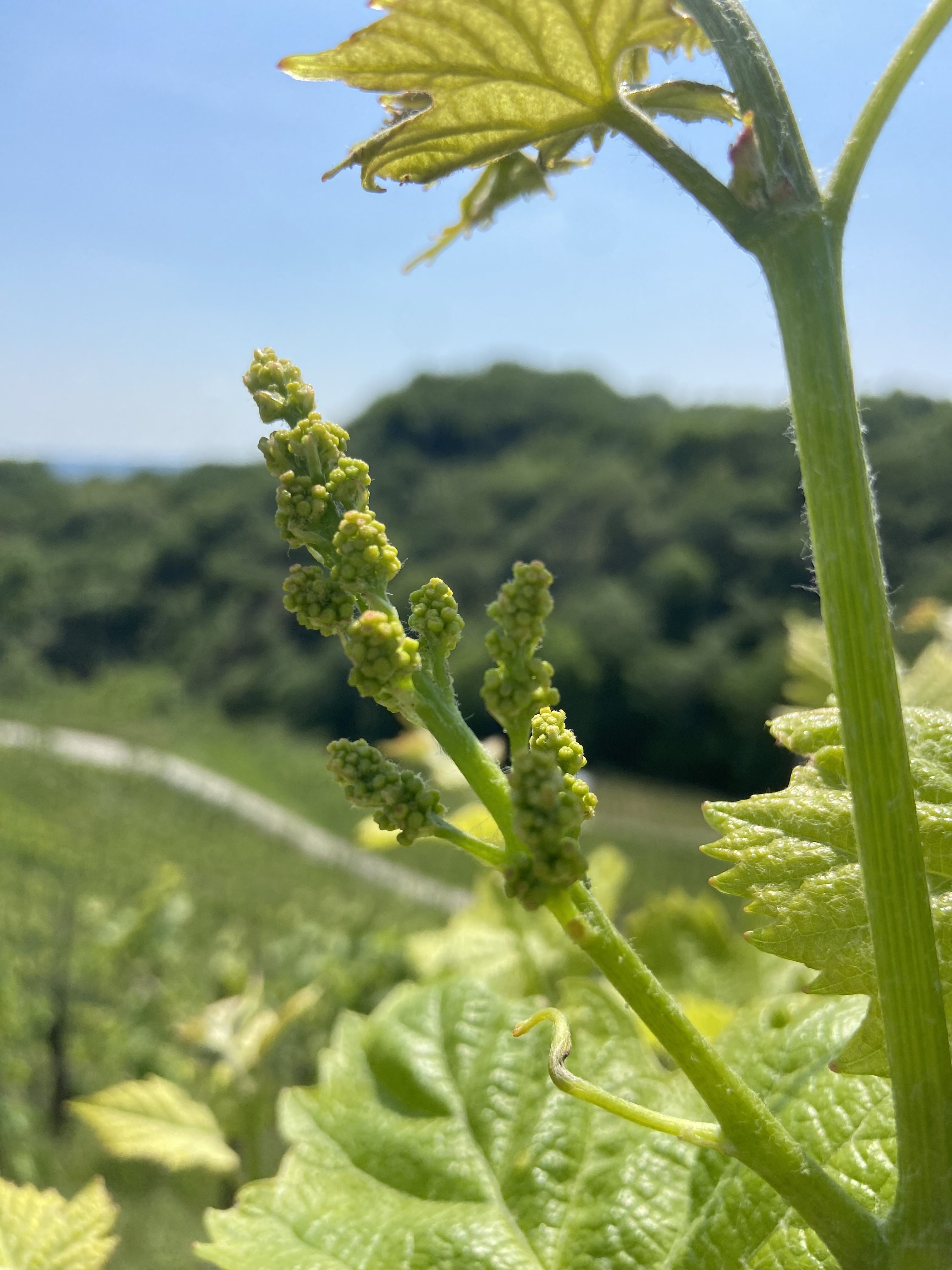 Conegliano Valdobbiadene Prosecco Superiore DOCG: Everything You Need to Know