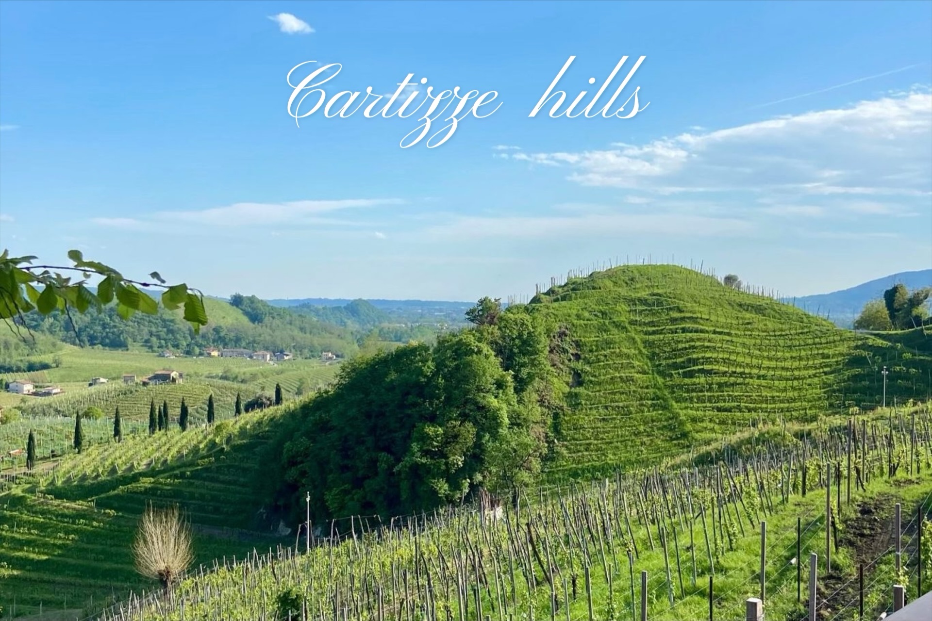 Cartizze: The Golden Pentagon of the Prosecco Hills