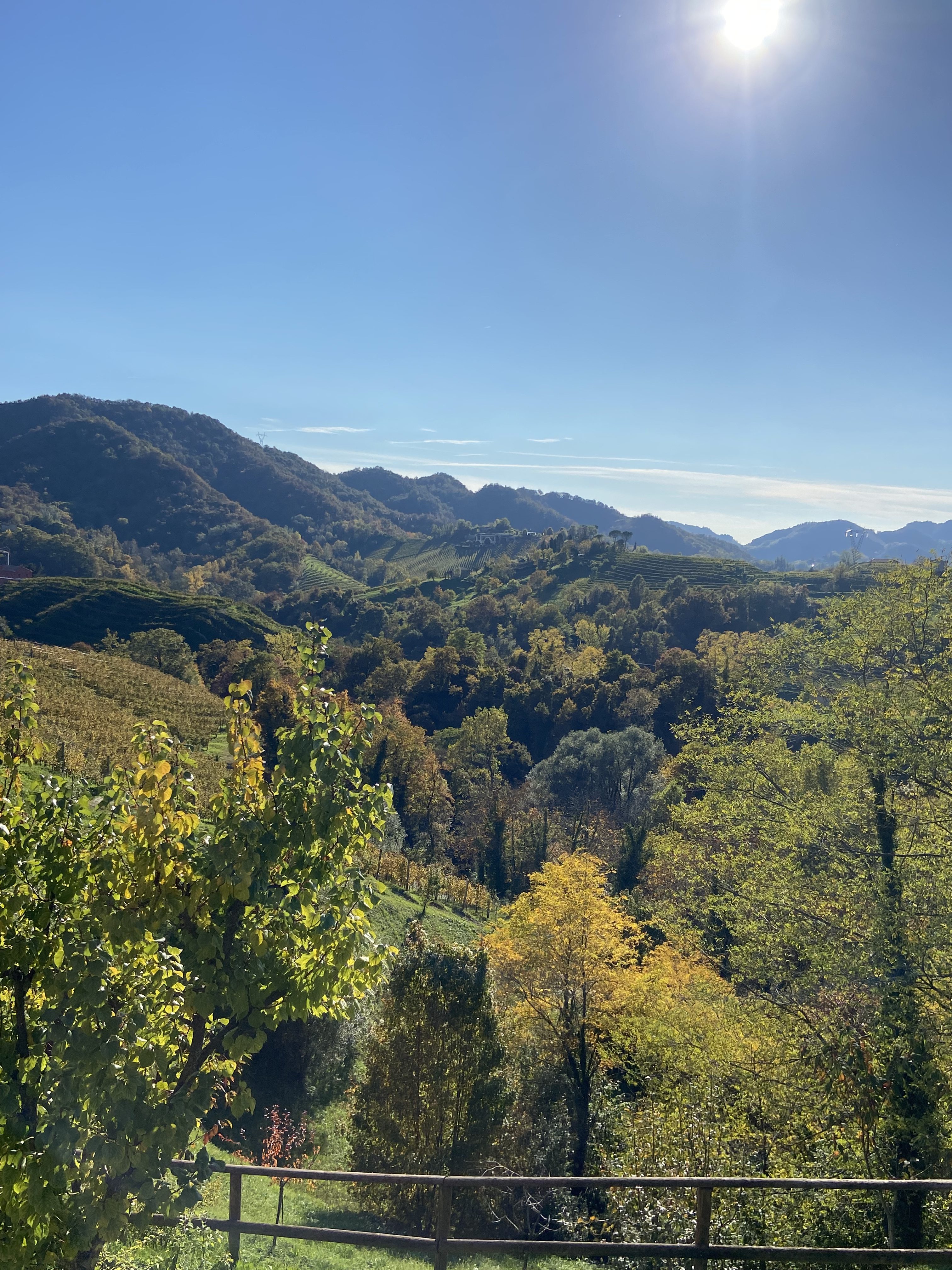The Living Landscape: Glera, Ancient Varieties and the Biodiversity of the Prosecco Hills