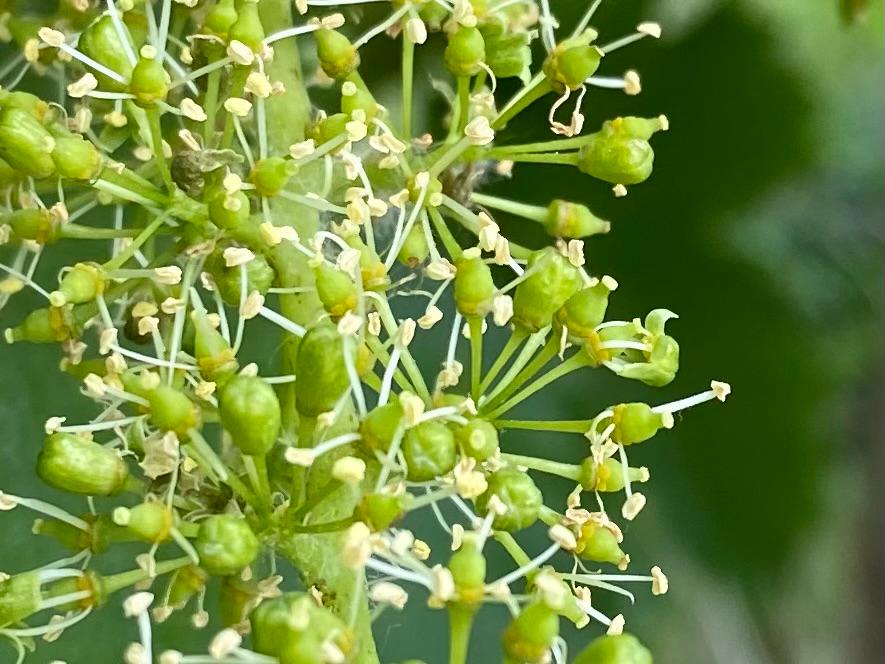 When the Vines Flower: The Most Magical Week in the Prosecco Hills