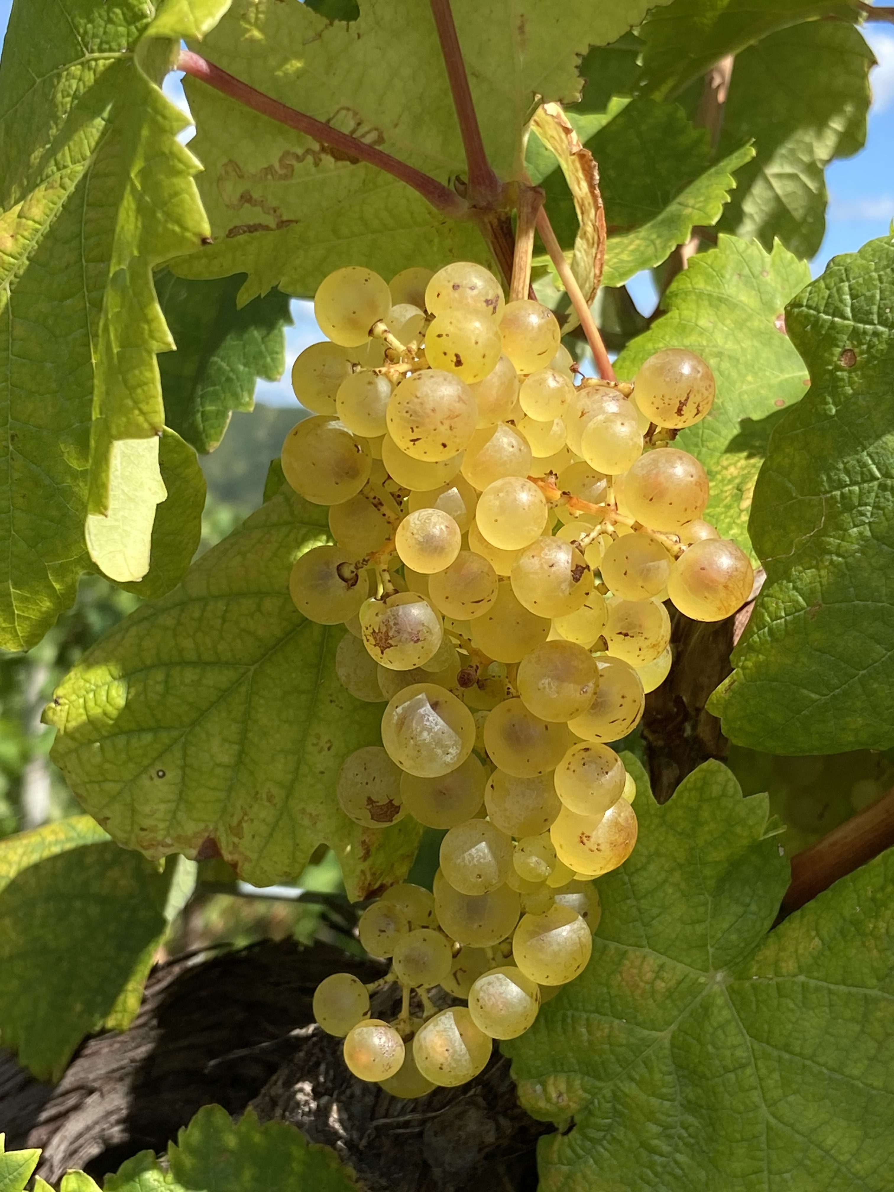 The 2026 Harvest Starts Early — How the Heat Is Changing the Prosecco Hills